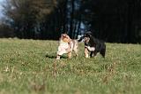 BERGER AUSTRALIEN PUPPIES 708